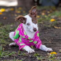Photo of Bindi