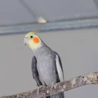 Photo of Pretty Boy