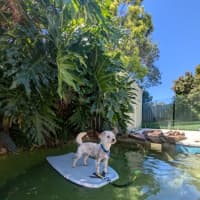 Photo of Bear   11 Month Old Maltese X