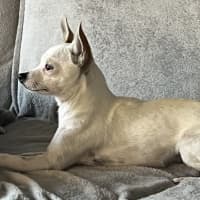 Photo of Bolt