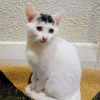 Photo of Indy 