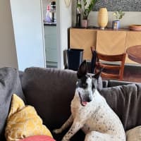 Photo of Daisy