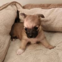 Photo of Mc Kenzie   6 Week Old Maltese X