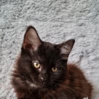 Photo of Athena