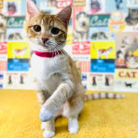 Photo of Fudge   Located In Preston 