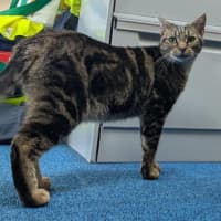Photo of Banoffee