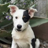 Photo of Domino 