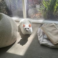Photo of Mochi