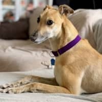 Photo of Buttercup