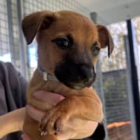 Photo of D1164 Dorey