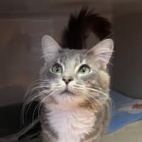 Photo of Darcy