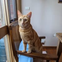 Photo of Quinn, Artemis & Ginge