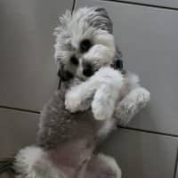 Photo of Archie