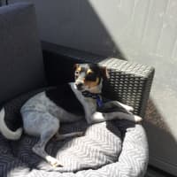 Photo of Blaze   2 Year Old Foxy 