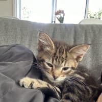 Photo of Cantaloupe