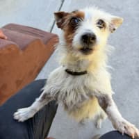 Photo of Pepito