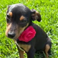 Photo of Polly   5 Month Old Kelpie X Jack Russell