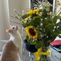 Photo of Peanut