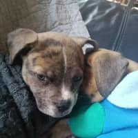 Photo of Milo (Was Ollie)