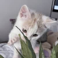 Photo of Peaches 🪷