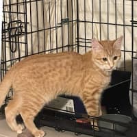 Photo of Nala (Fostered In Perth)