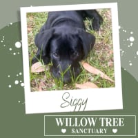 Photo of Siggy