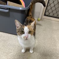 Photo of Pumpkin