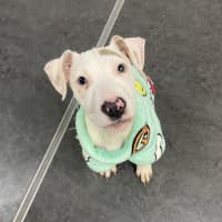 Photo of Pearl
