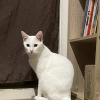 Photo of Koko