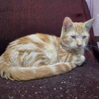 Photo of Shadow