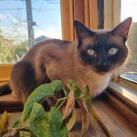 Photo of Frankie & Freddy   Located In Preston