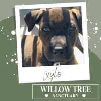 Photo of Xylo
