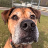 Photo of Bodhi