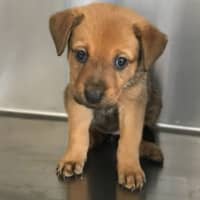 Photo of Pippa (P18)