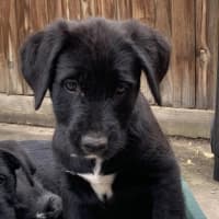 Photo of Boomer 