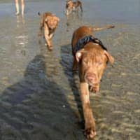 Photo of Staffy Puppies