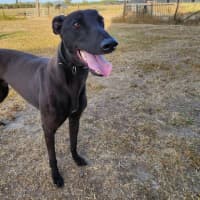 Photo of Digger
