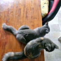 Photo of Twix