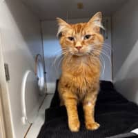 Photo of Sigmund 