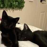 Photo of Milly & Tilly