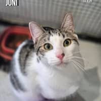 Photo of Juni