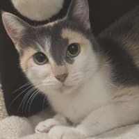 Photo of Lily 