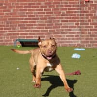 Photo of Marley