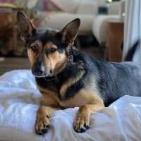 Photo of Hannah   2 Year Old German Shepherd X