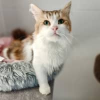 Photo of Tom Tom / Cat 15