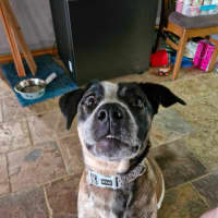 Photo of Snuggles