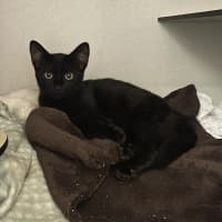Photo of Morf