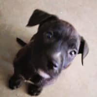 Photo of Sheeba