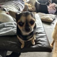 Photo of Apple & Orange