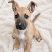 Photo of Sweet Potato